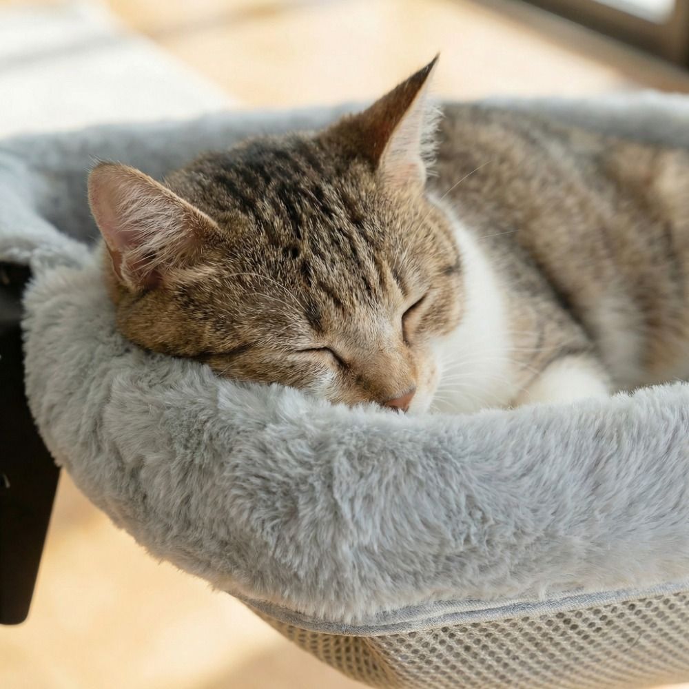 Desk Bed for Cats – Your Cat Always by Your Side 🐱